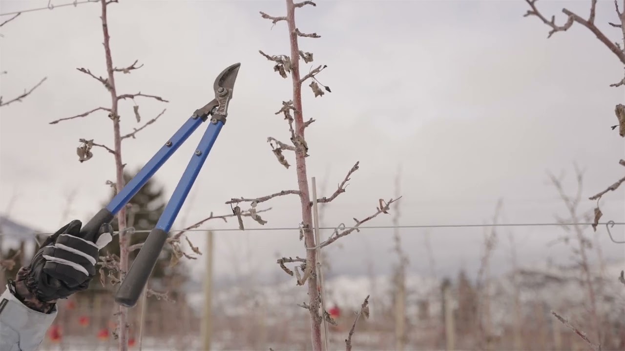 Apple Crop Load Management - English