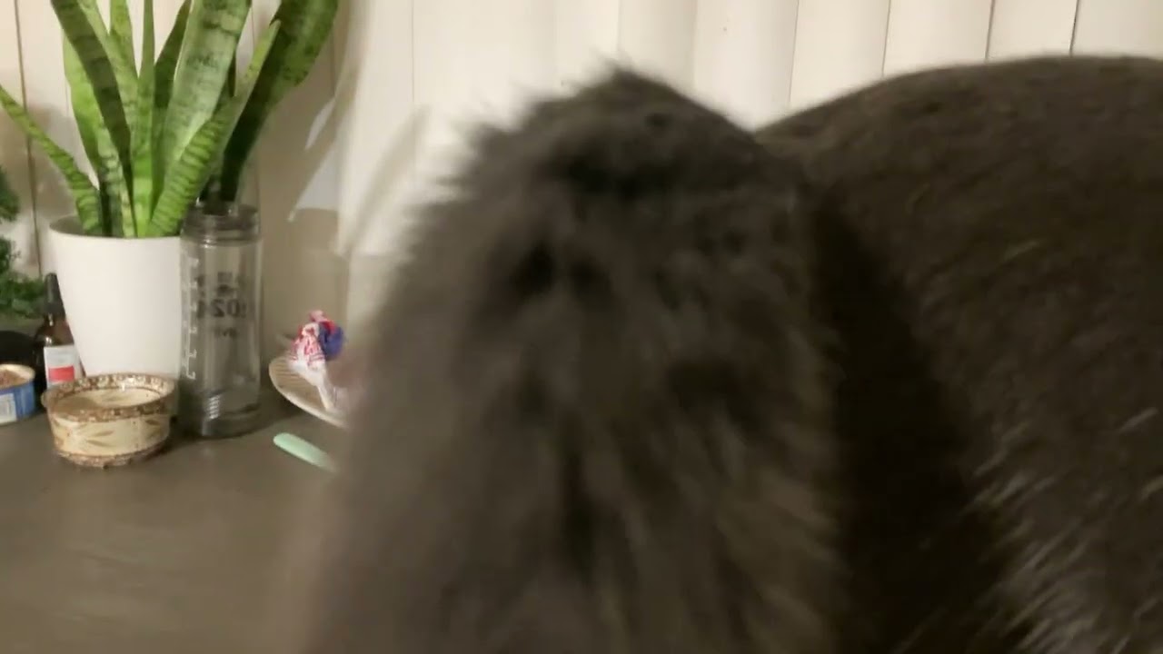 Spike the cat