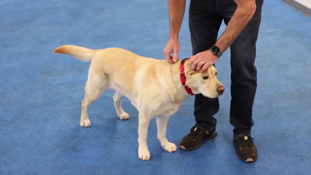 How to properly put on and size a martingale collar