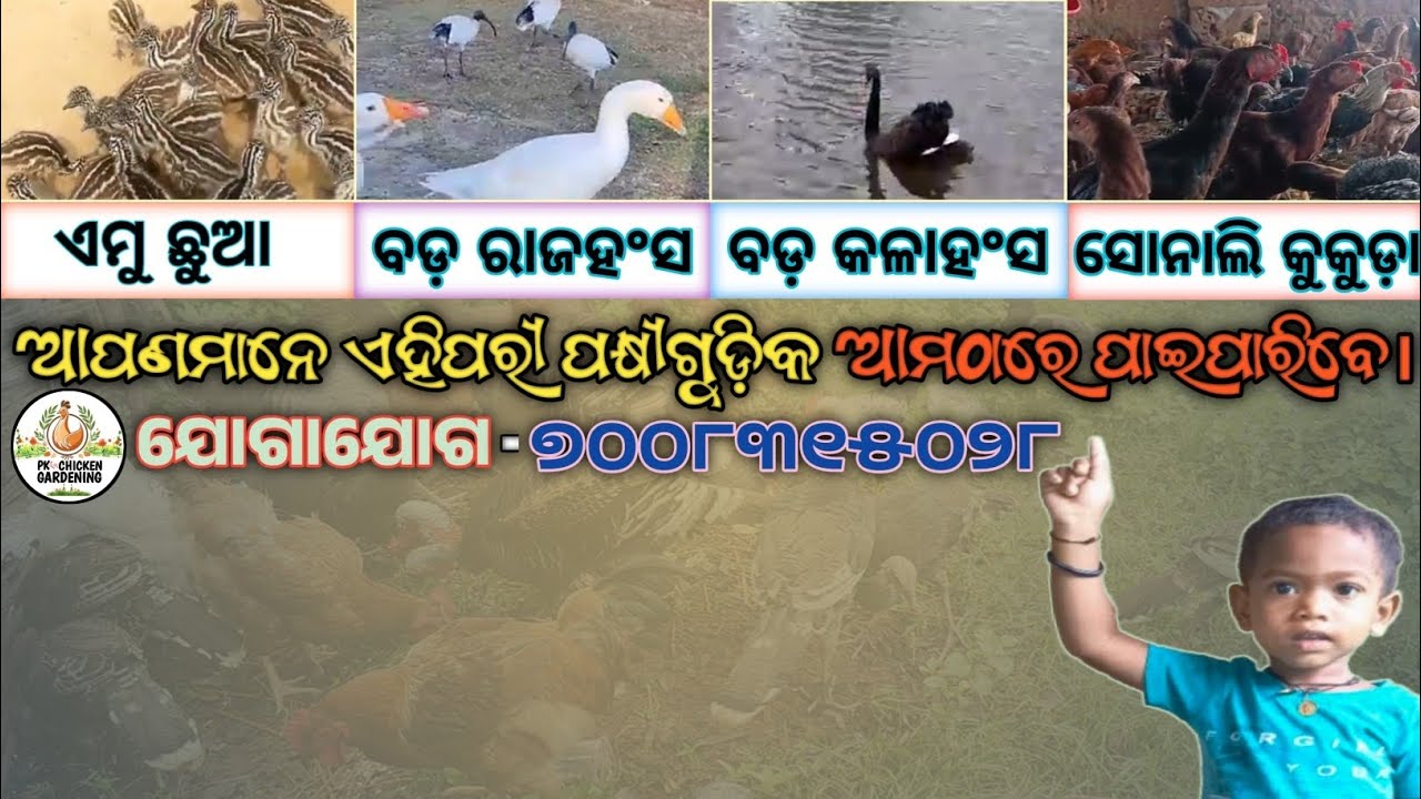 ଆପଣମାନେ ଏମୂଛୁଆ,ବଡ଼ବଡ଼ହଂସ,ସୋନାଲିକୁକୁଡ଼ା ଆମଠାରେ ପାଇପାରିବେ//@pkchickengardening  
