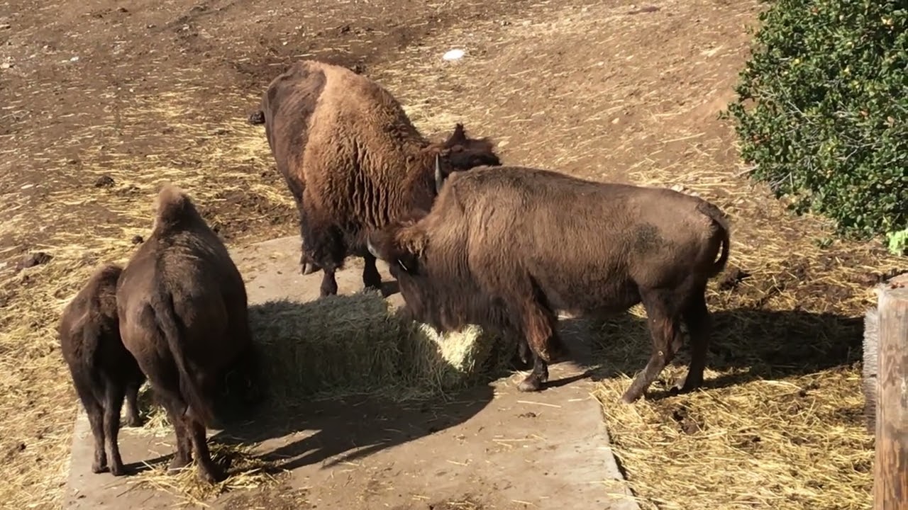 The iconic American bison
