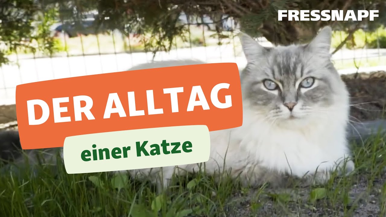 Ein Tag im Leben einer Katze