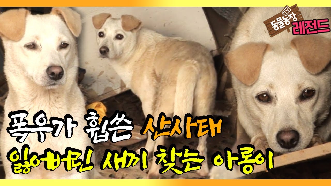 [TV 동물농장 레전드] ‘폭우 속, 주인 구하고 새끼 잃은 개’ 풀버전 다시보기 I TV동물농장 (Animal Farm) | SBS Story