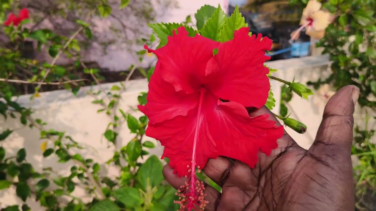 #garden tour🌿🪾☘️🌿🍀🌼🌻🪻🏵️ என் தங்கை வீட்டு மாடி தோட்டம் 