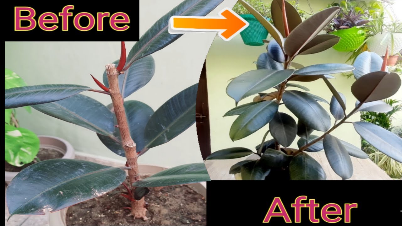 Rubber Plant Care & Propagation I Rubber Plant Propagation by stem cutting  in water & soil I
