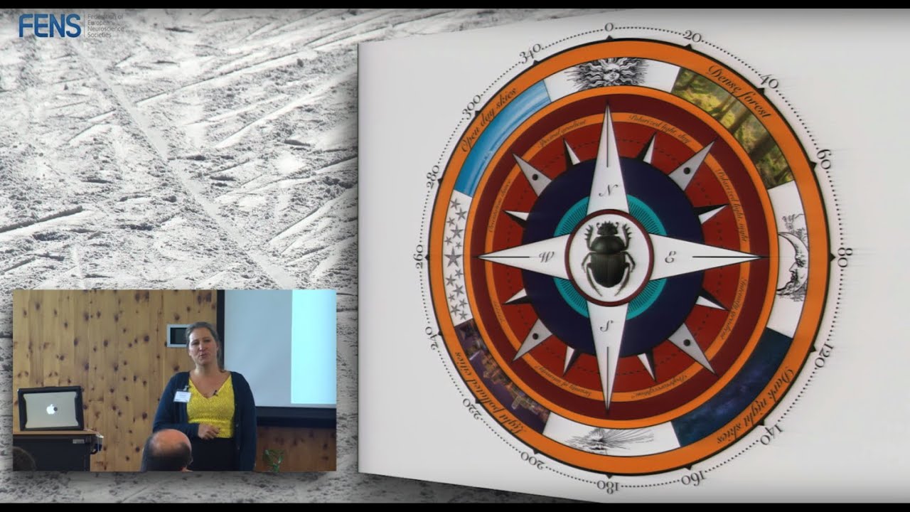 Marie Dacke on Celestial orientation: from behaviour to neurons
