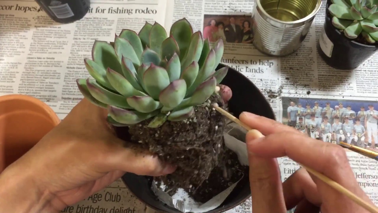 Repotting My Echeveria Pulidonis