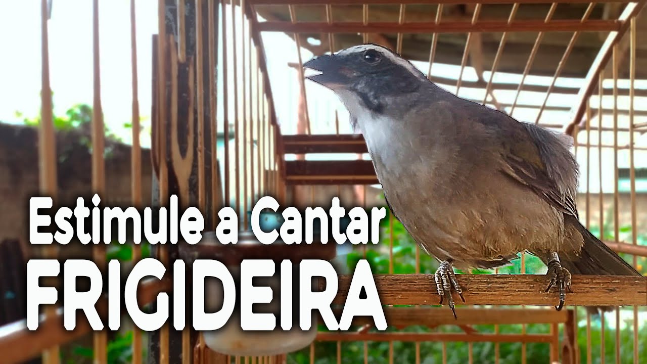 MELHOR V&Iacute;DEO para ABRIR o CANTO DO TRINCA | CANTO FRIGIDEIRA | TRINCA FERRO GALADOR!!