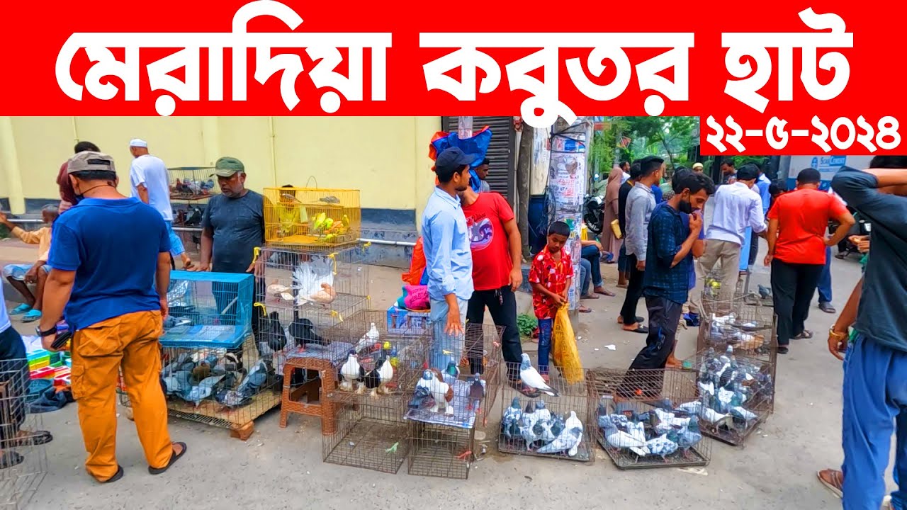 মেরাদিয়া কবুতর হাট ২২-৫-২০২৪ | kobutor hat 2024 | pigeon market in bangladesh | meradiya kobutor hat