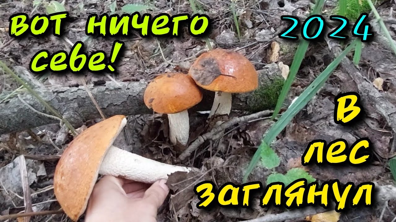 Вот ничего себе в лес заглянул! Тихая охота 2024