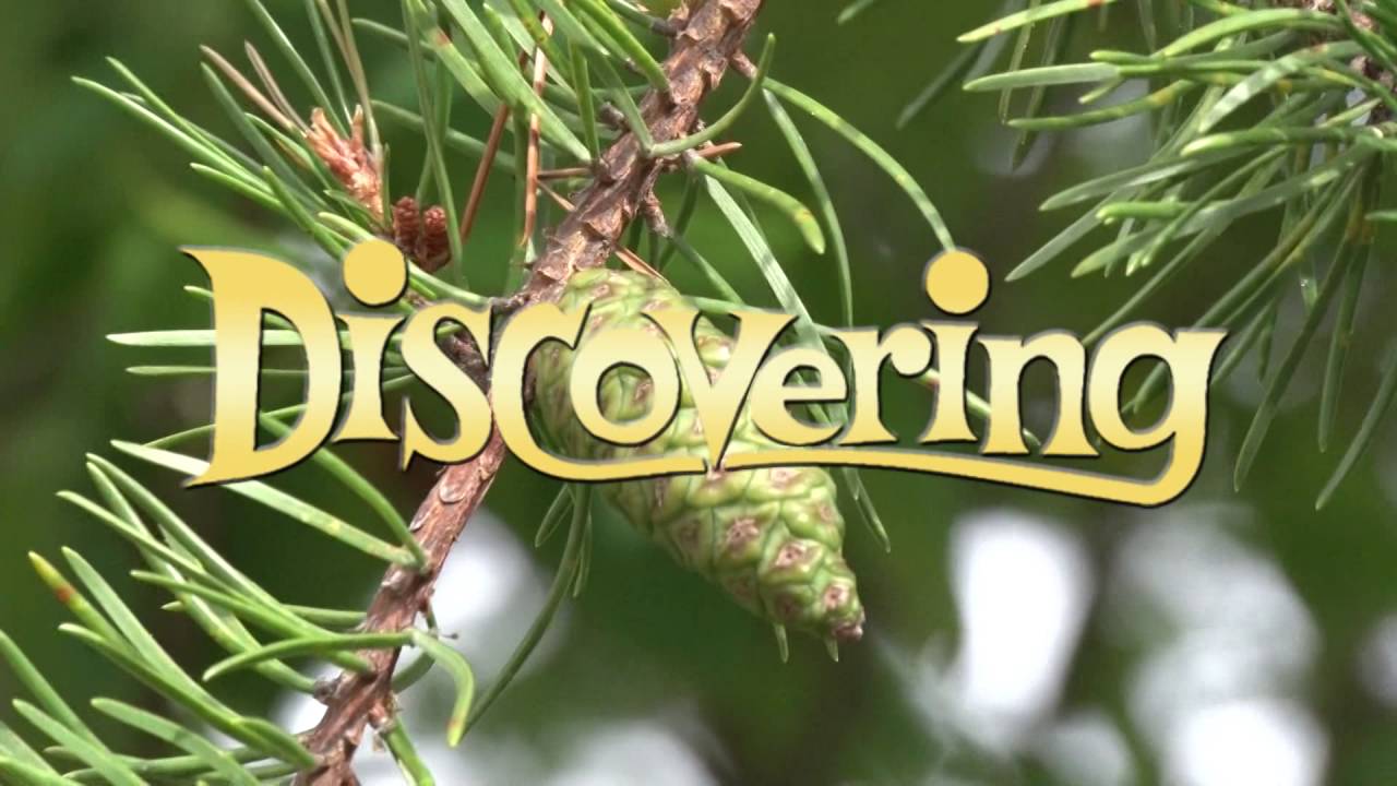 Discovering - Trees of the Upper Peninsula