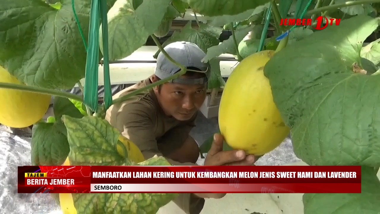 MANFAATKAN LAHAN KERING UNTUK KEMBANGKAN MELON JENIS SWEET HAMI DAN LAVENDER