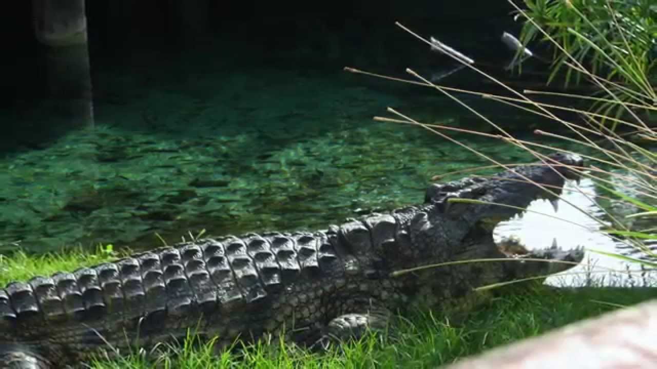 Busch Gardens- Animals