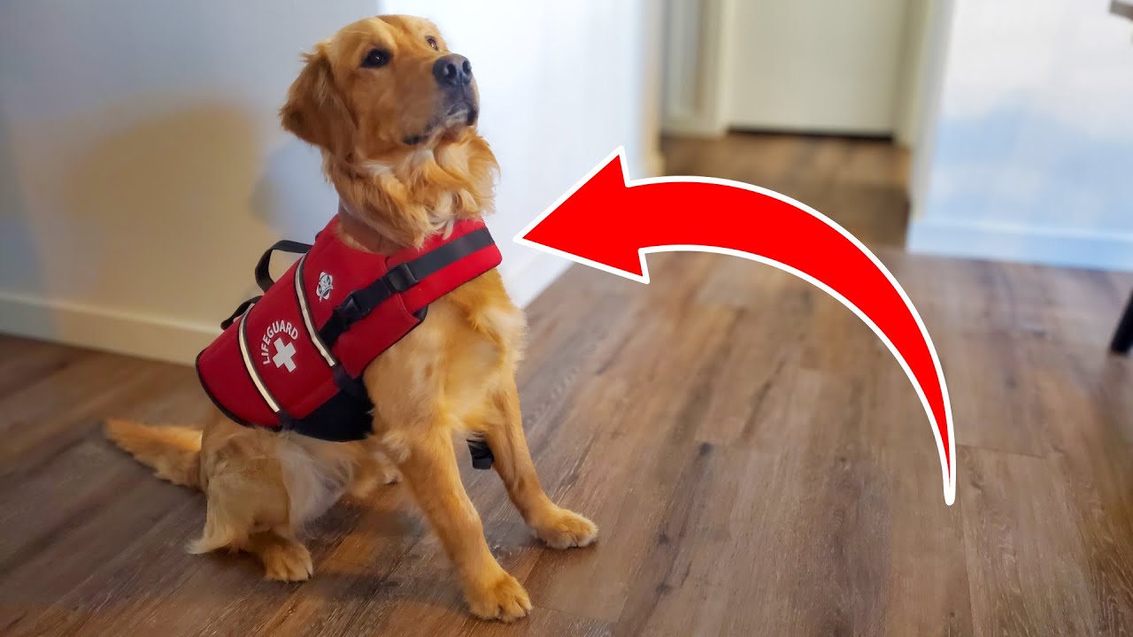 Paws Aboard Dog Life Jacket Review!