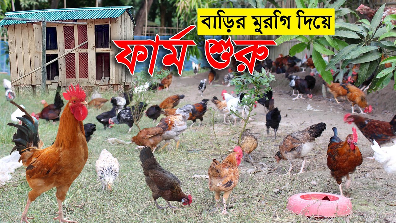 বাড়ির 20 টা দেশি মুরগি দিয়ে ফার্ম শুরু মাসে আয় 15 হাজার টাকা | দেশি মুরগি পালন পদ্ধতি | Murgi Palon