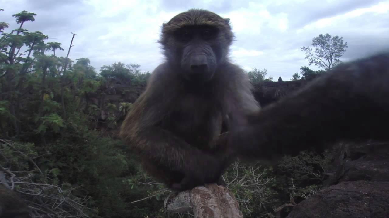 Suswa baboons