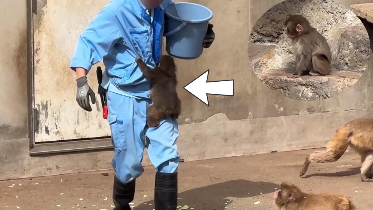 番外編 遠くから飼育員さん待つパンチくん！ダッシュで抱きつきパンチくん【番外編】【市川市動植物園】ニホンザル