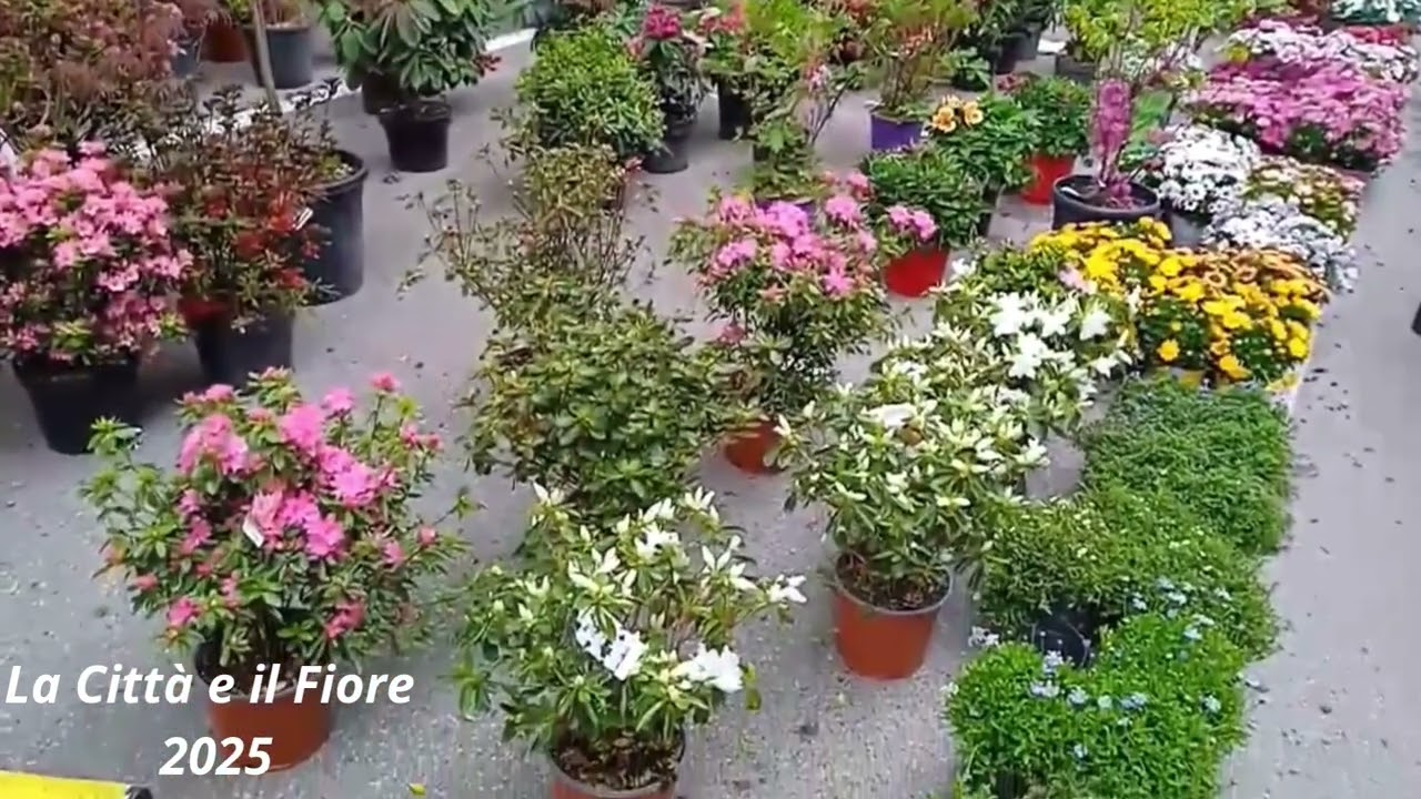 La città e il fiore 2025  Vittorio Veneto