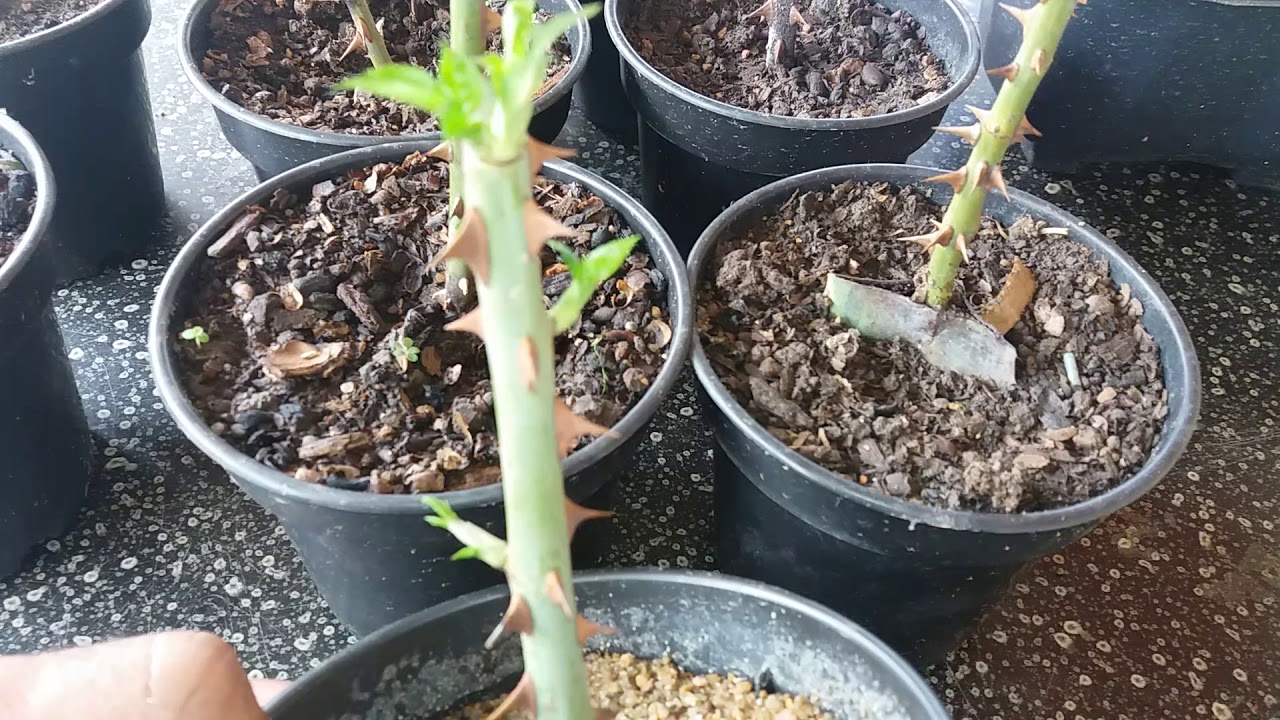 Comprovado melhor maneira de enraizar Galhos de rosas é na areia.