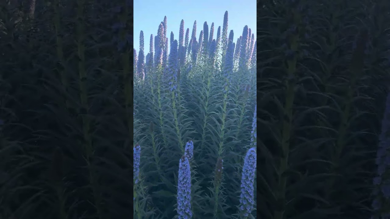 Iakinna’s garden in Colma 3/7/2026 #iakinnasgarden 