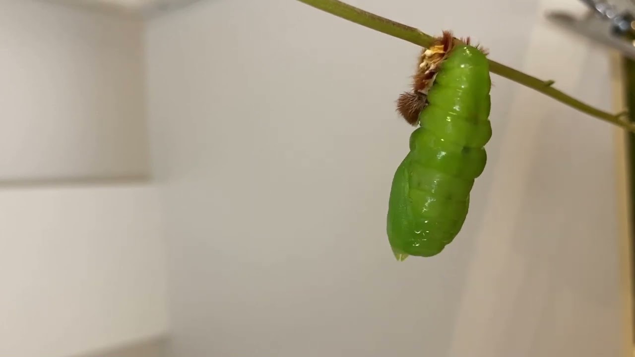 Azúr lepke, Morpho peleides hernyó bábozódás