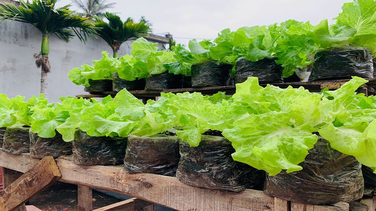 model of growing lettuce