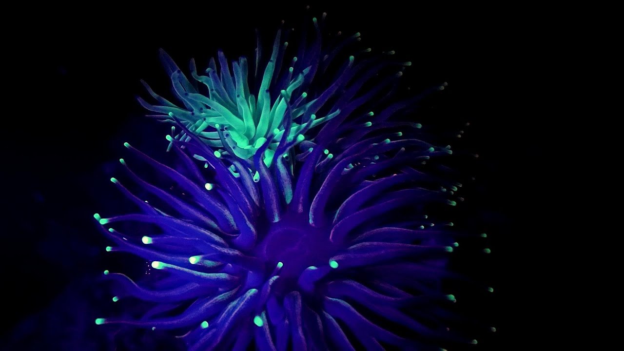 Fluorescence Magic Night Dive Nov2016 HD