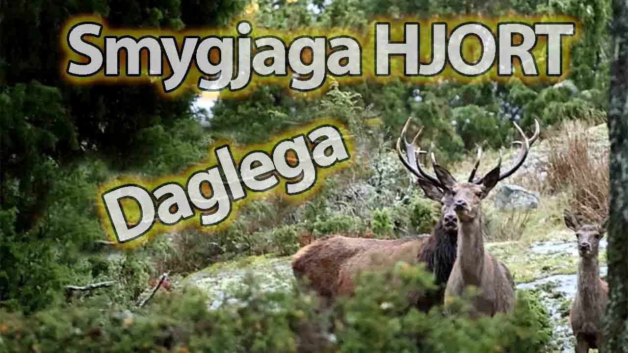 SMYGJAGA HJORT - Vart finns DAGLEGOR ?