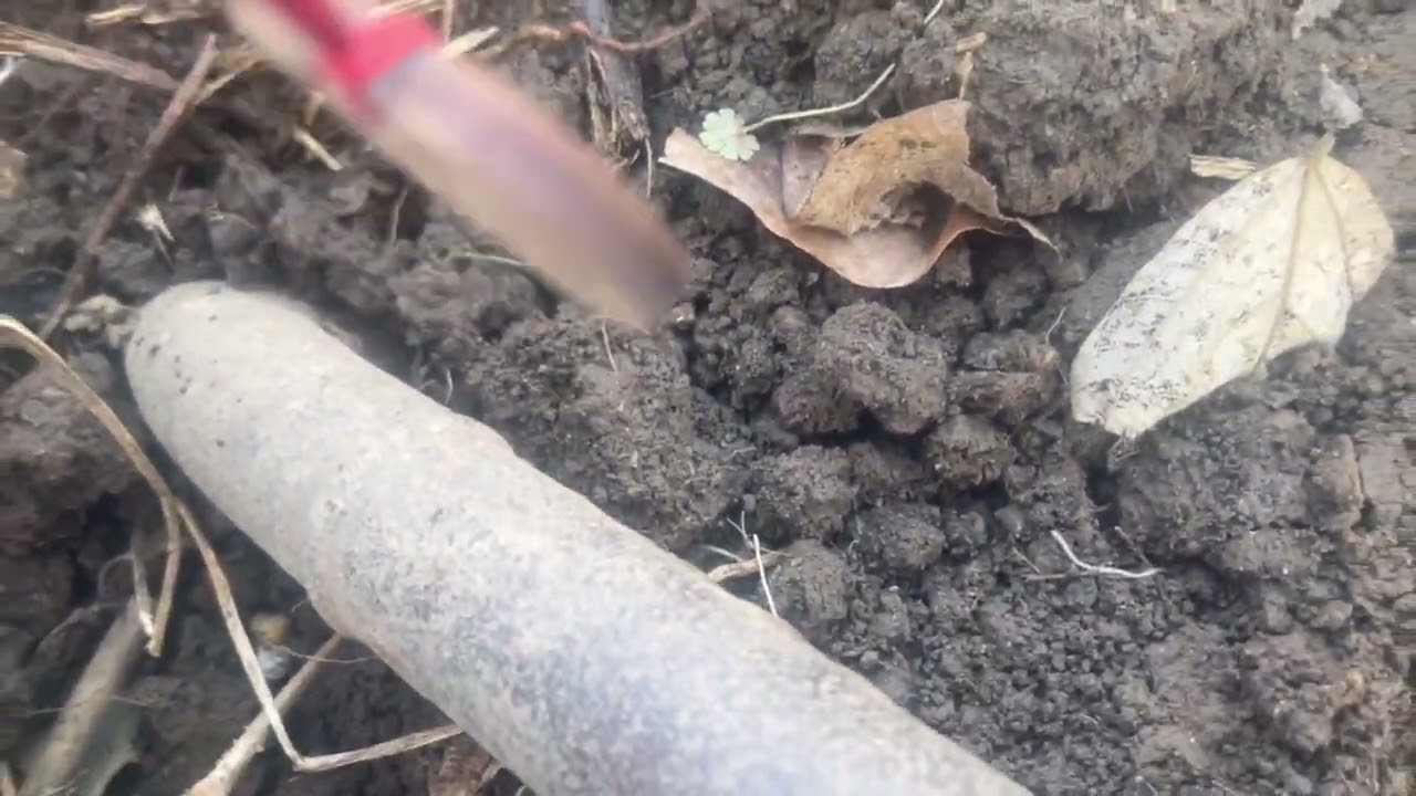ひのひかり智の畑で採れたコメディアンネル〜キクイモキク〜