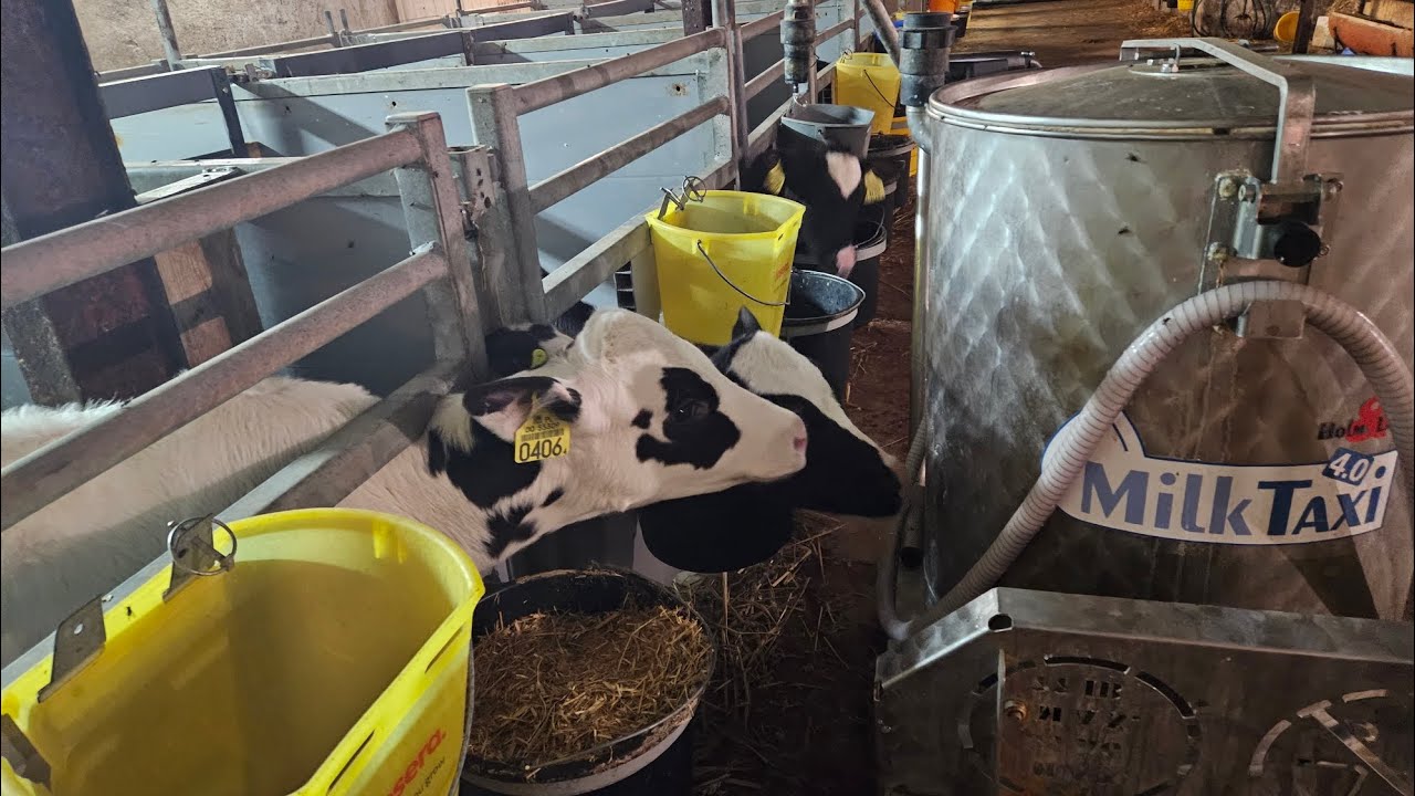 Odpój cieląt🐄 Prezentacja cielątnika❗