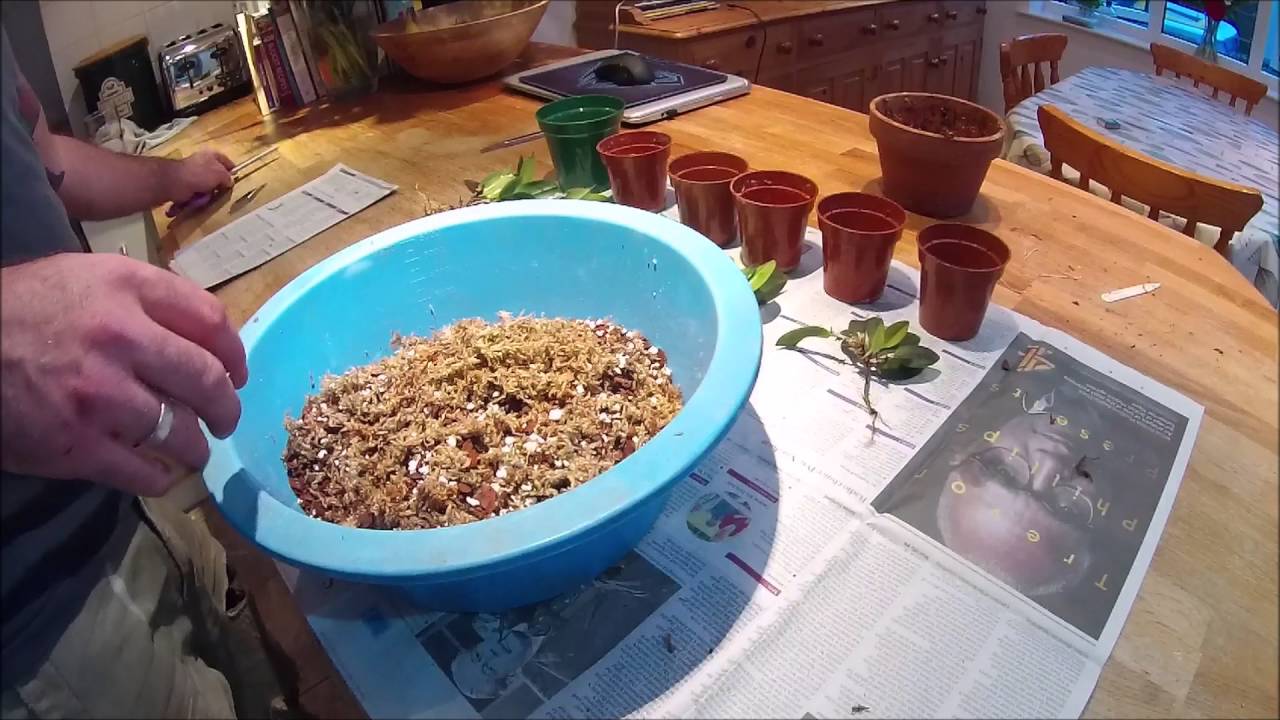 Restrepia division and potting