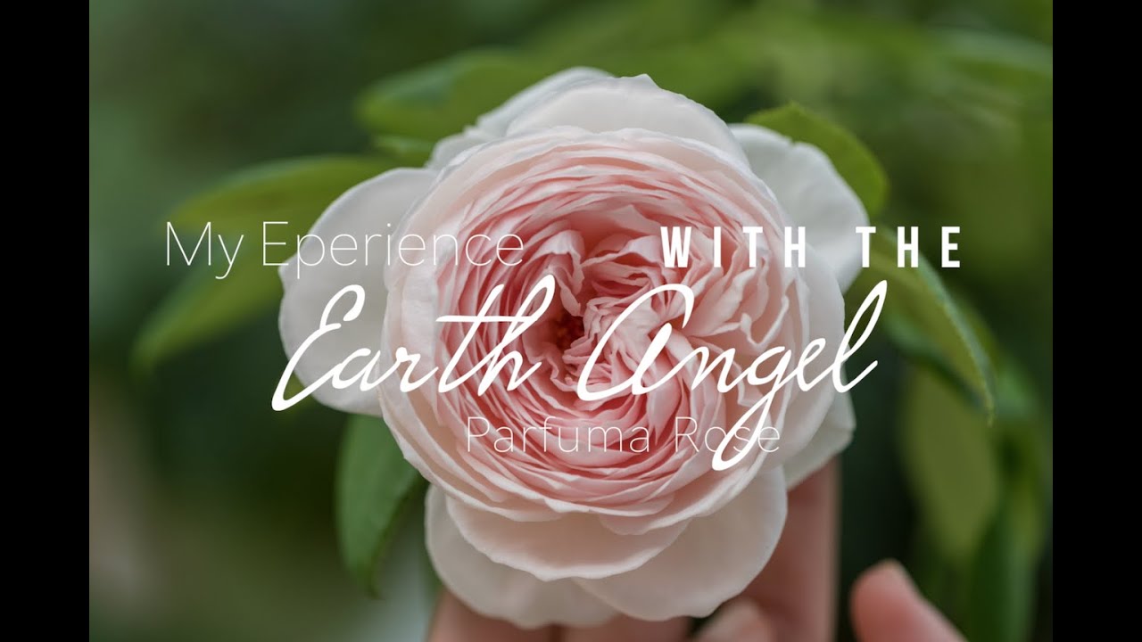 My Experience with the Earth Angel Parfuma Rose