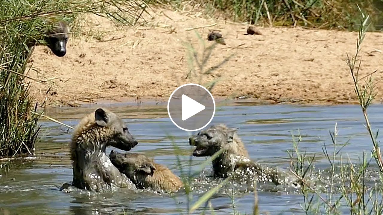 Hyenas Playing in the Water