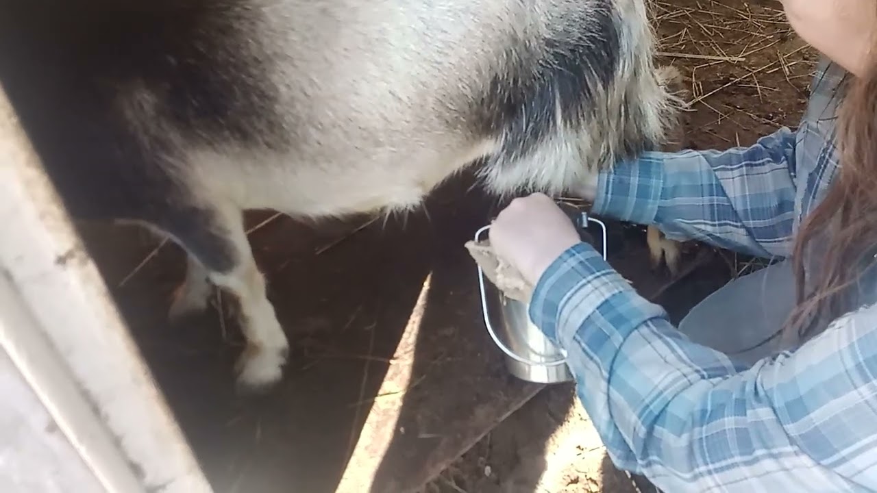 Our First Time Milking an Arapawa Goat 