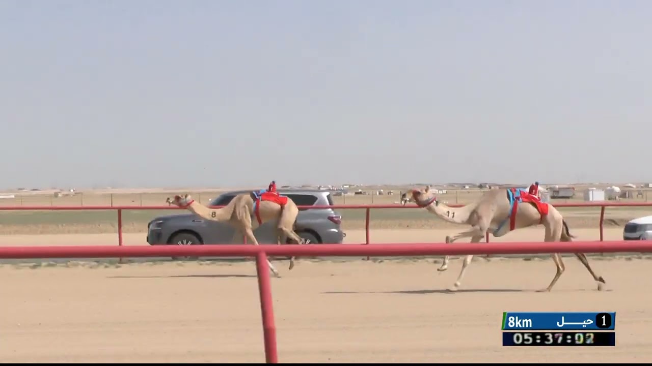 الحيل والفحول الشيوخ الشوط 1