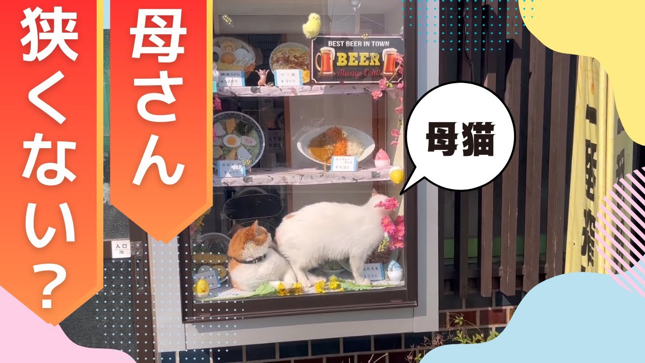 【ショーケース】今日はペタ君、コンちゃん一緒に陳列されてました。　#ネコ  #cat  #ねこ  #リアル招き猫　#猫