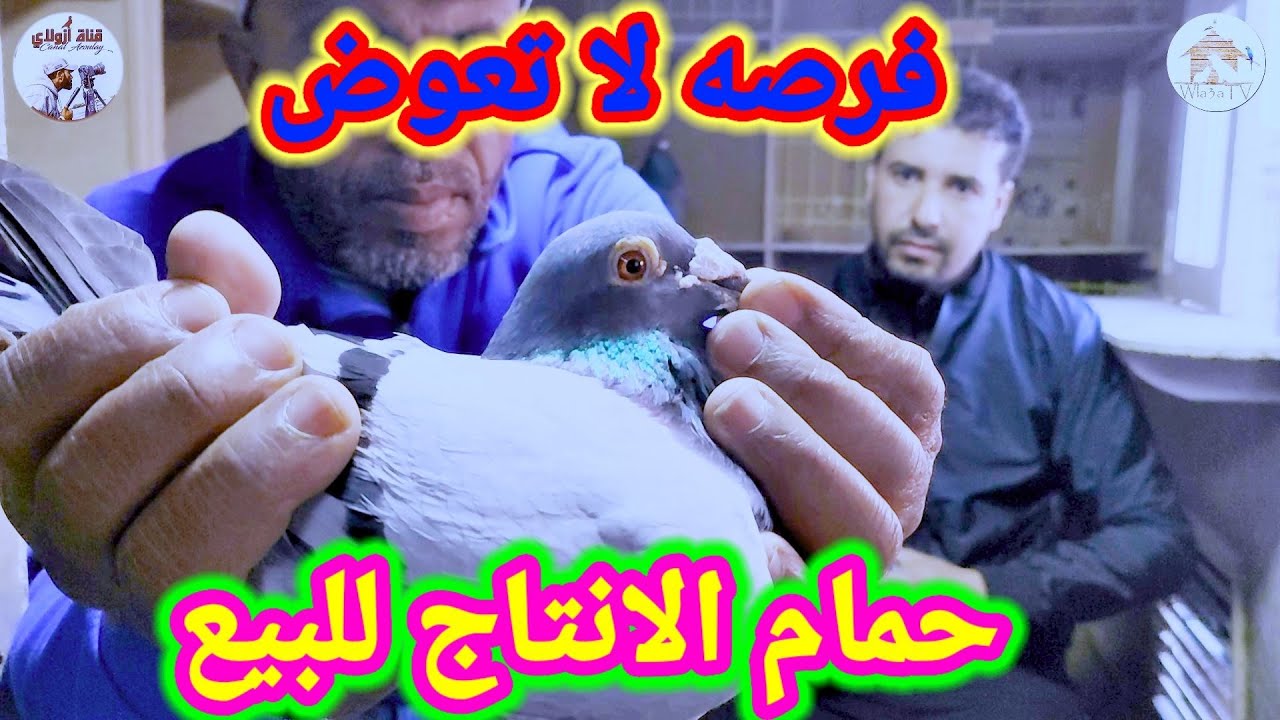 فرصه لا تعوض😱 حمام انتاج للبيع جميع السلالات 💪القويه للبطل الكبير حميد مرجان🏆🏆