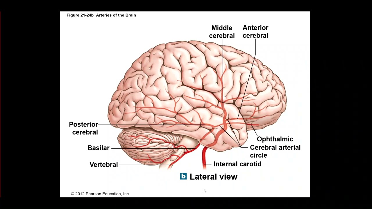 Circulatory Routes Brain, Thorax Lesson
