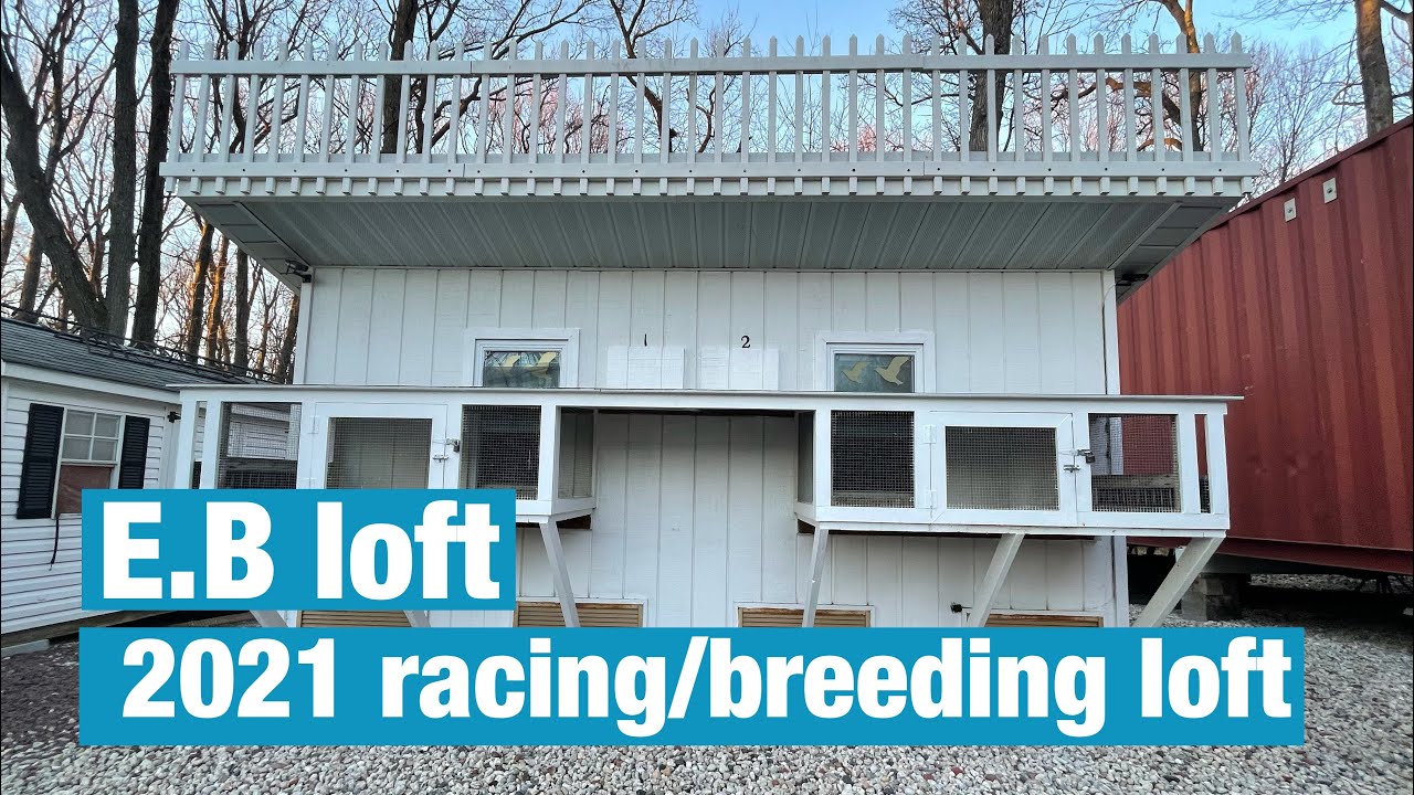 2021 racing/breeding pigeon loft setup