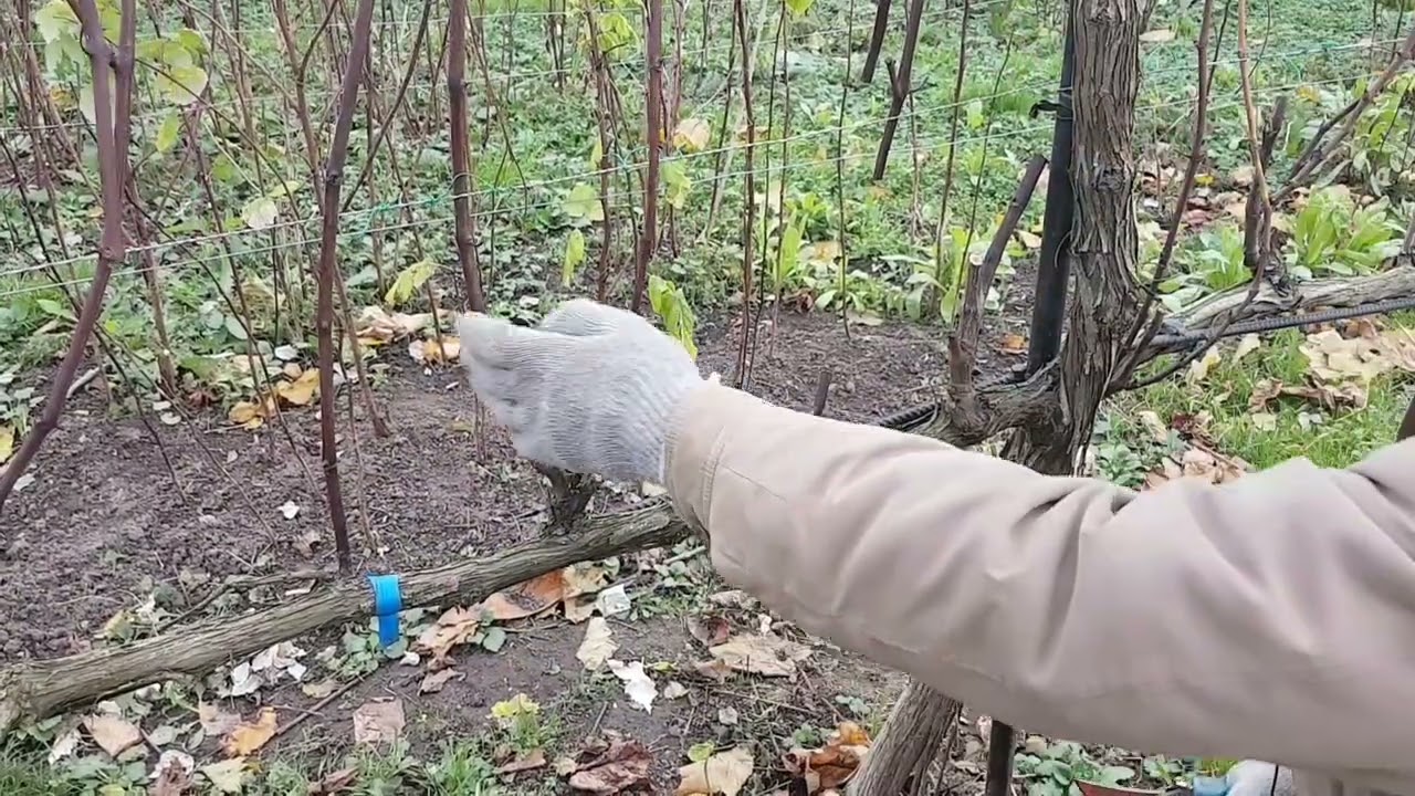 Виноград на беседке - обрезка на урожай и для красоты.