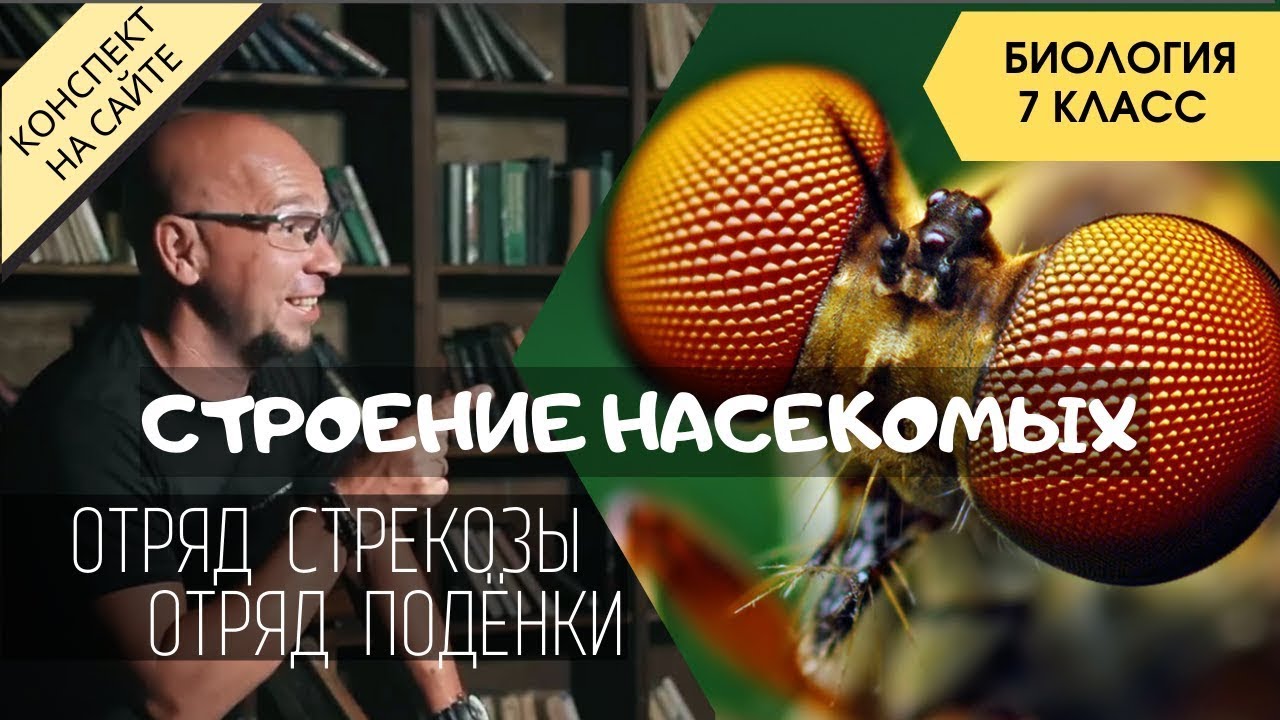 Насекомые &ndash; внешнее и внутреннее строение. Отряды Стрекозы и Подёнки. Биология 7 класс Насекомые