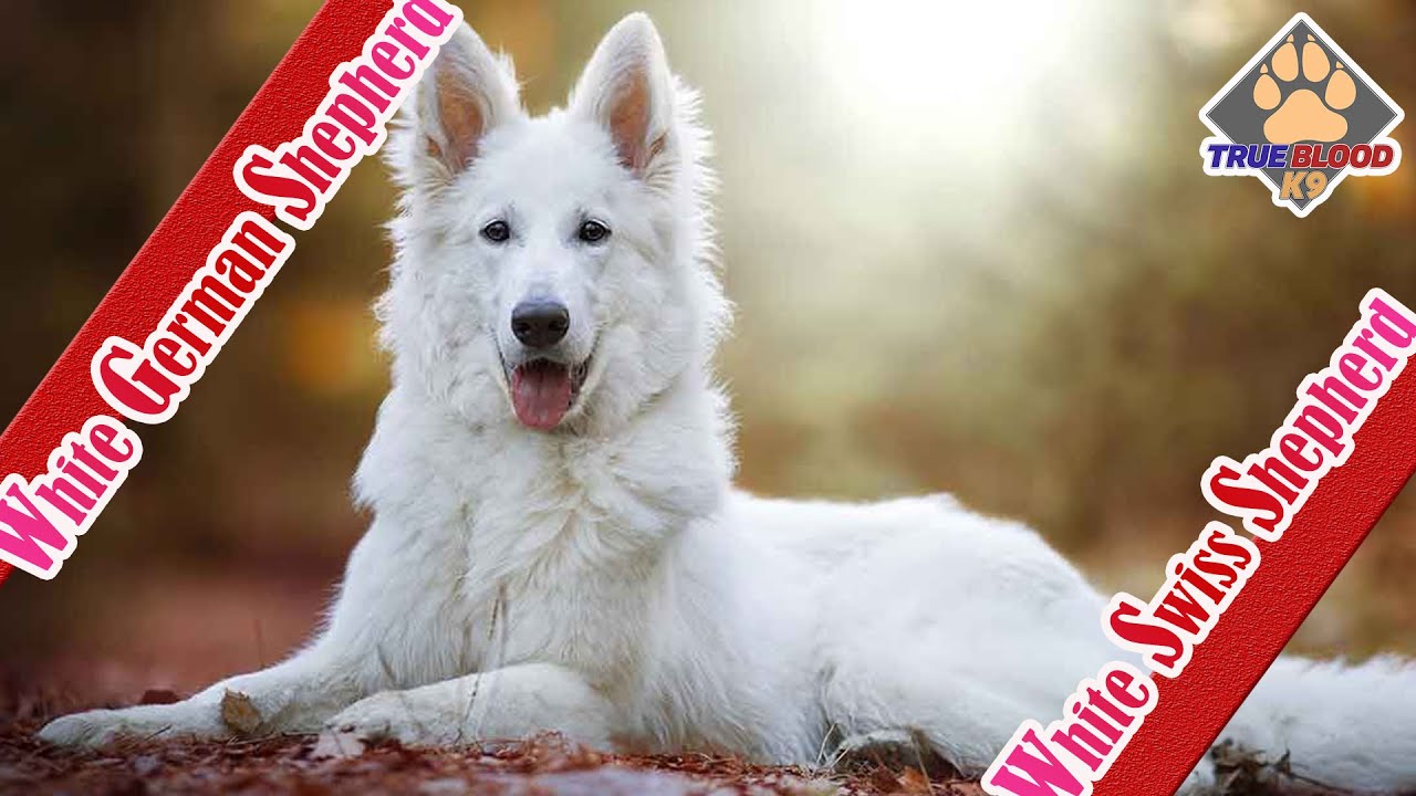 WHITE GERMAN SHEPHERD - WHITE SWISS SHEPHERD #wss