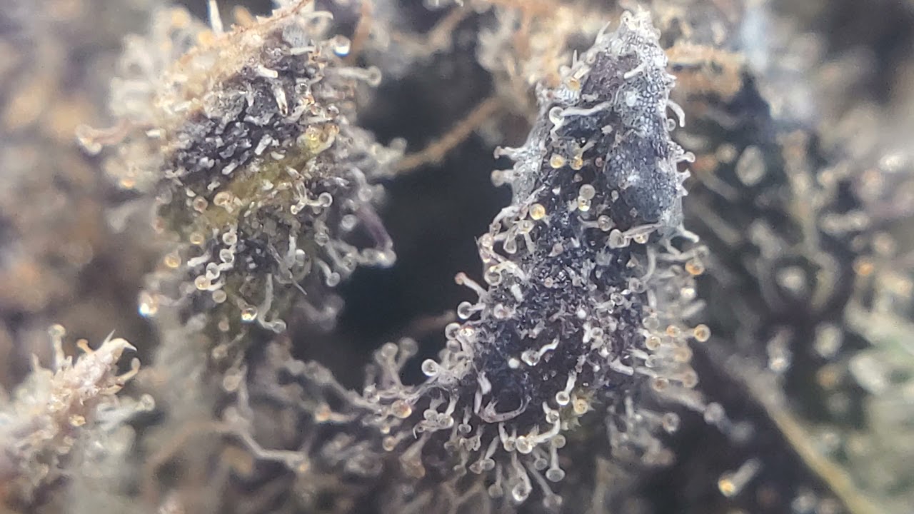 Slurricane IX Pheno #3 (Macro video)- Inhouse Genetics- Grown by Rootbase