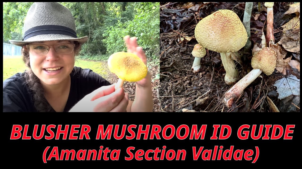 How to ID edible blusher mushrooms | Amanita flavorubens & other Amanita species section Validae
