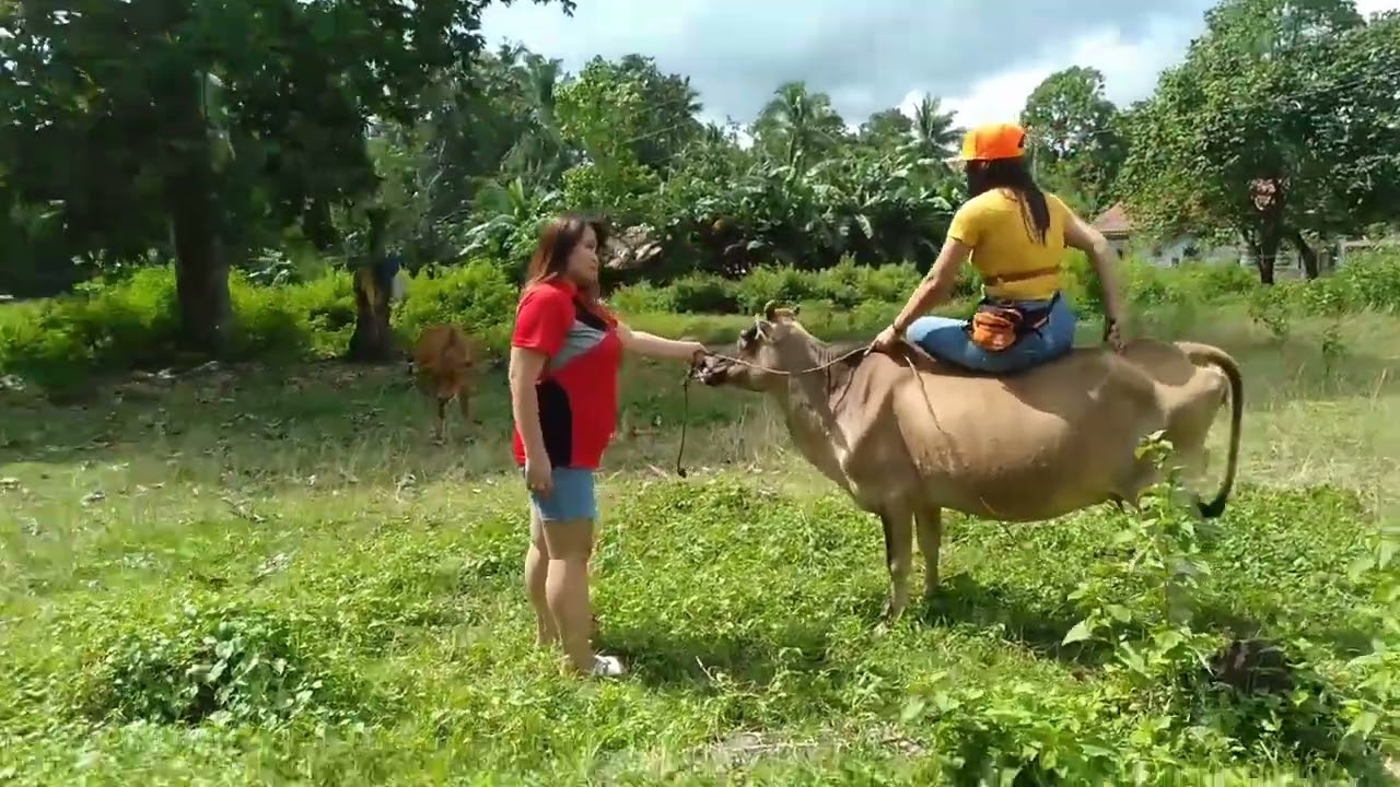had fun while the cow drank water.