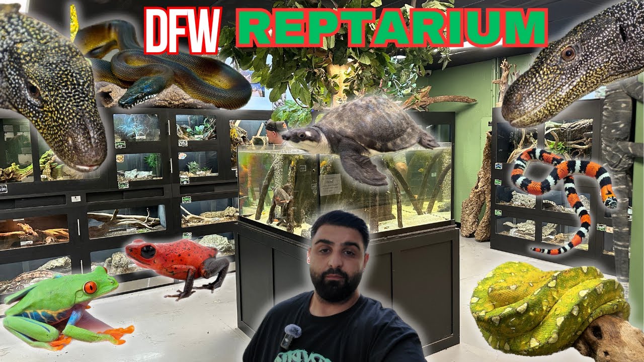 THE MOST EPIC REPTILE SHOP TOUR! WITH RARE SPECIES - DFW Reptarium The best reptile shop in USA!!