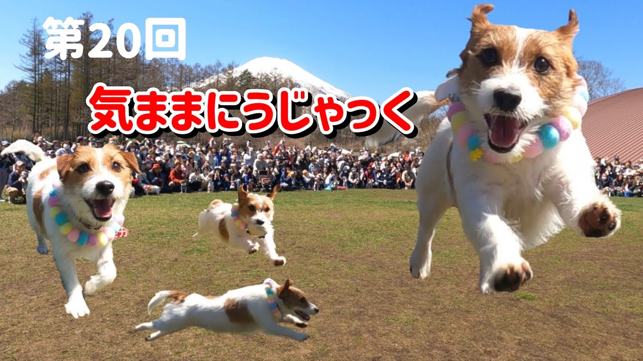 第20回 気ままにうじゃっく　ジャックラッセルテリアの集い / Energetic little Jack Russell Terriers at JRT gathering