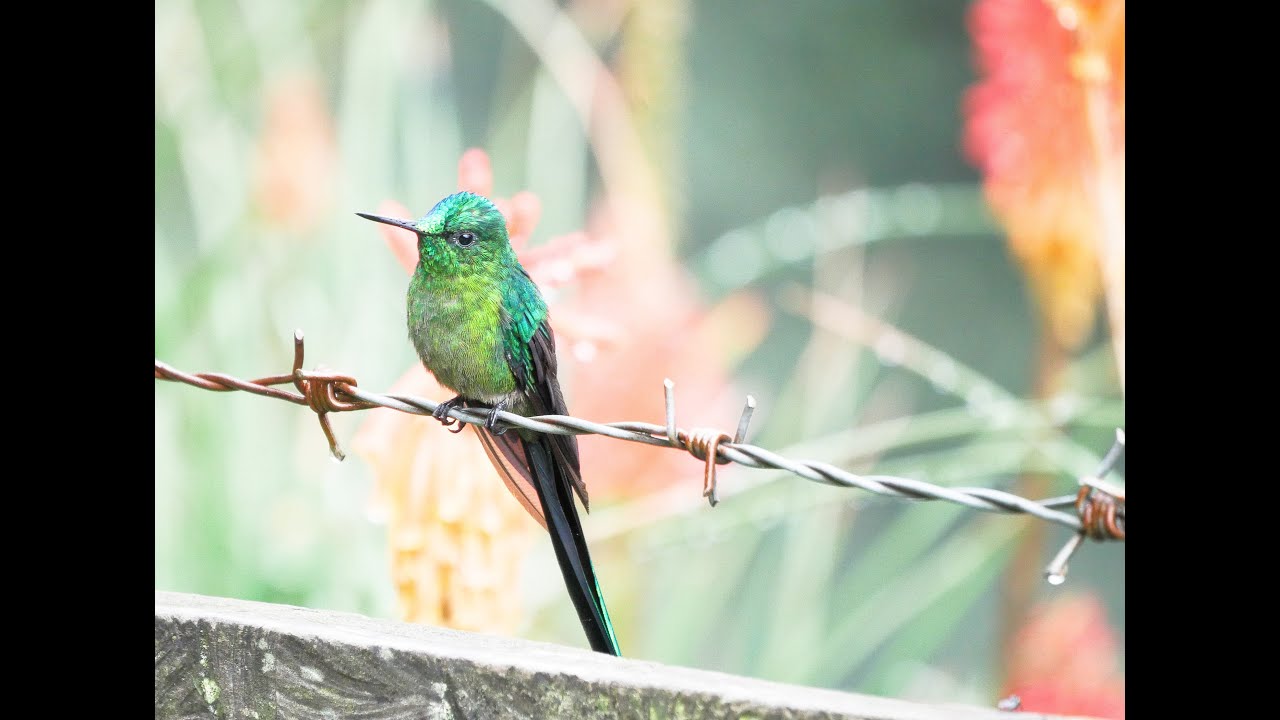 Incredible Hummingbirds in Cocora Valley, Colombia 🇨🇴 (House of Hummingbirds)