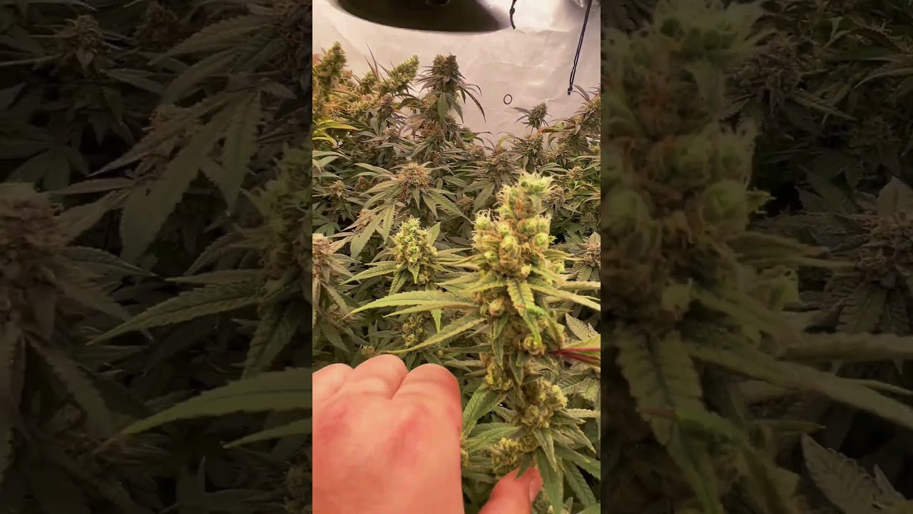 Gorilla glue 4 # grow # gg4 # Cannabis