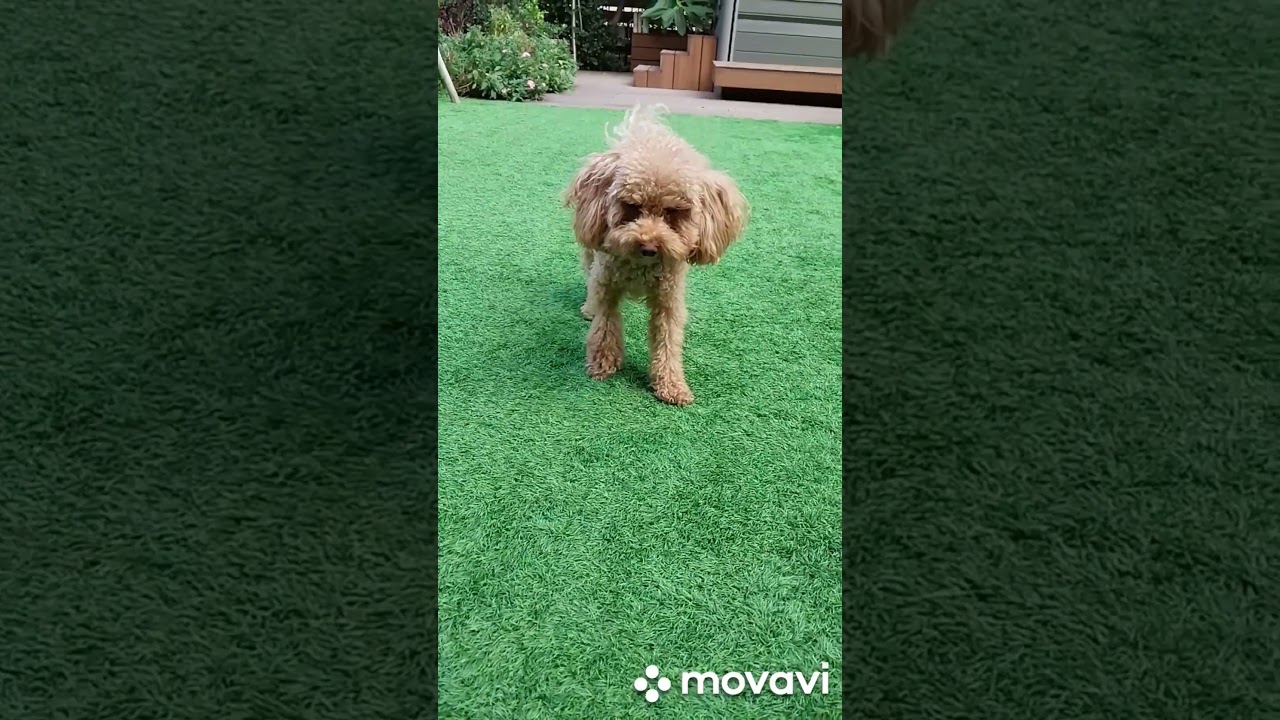 Let's play 